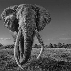 David YARROW (Né en 1966)