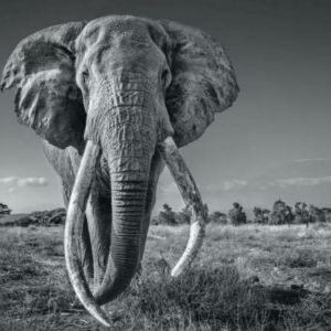 David YARROW (Né en 1966)