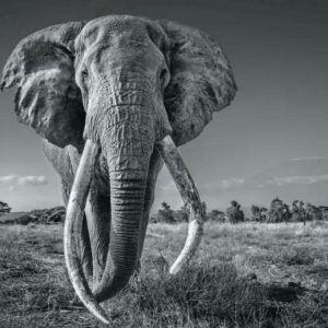 LOT N°77 - David YARROW (Né en 1966)