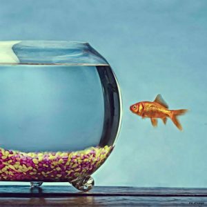 MR STRANGE (Né en 1964) The Goldfish.