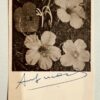 Andy WARHOL (1928-1987), Attribué à.  Flowers.
