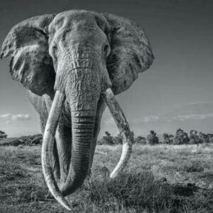 David YARROW (Né en 1966)   Space for Giant, 2020.